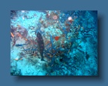 Helengeli 337